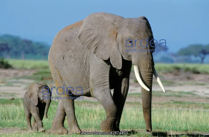 : African Elephant - adult and calf : African Elephant - adult and calf