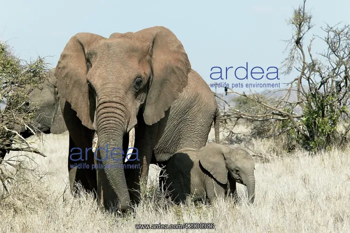 : African Elephant - adult & calf : African Elephant - adult & calf