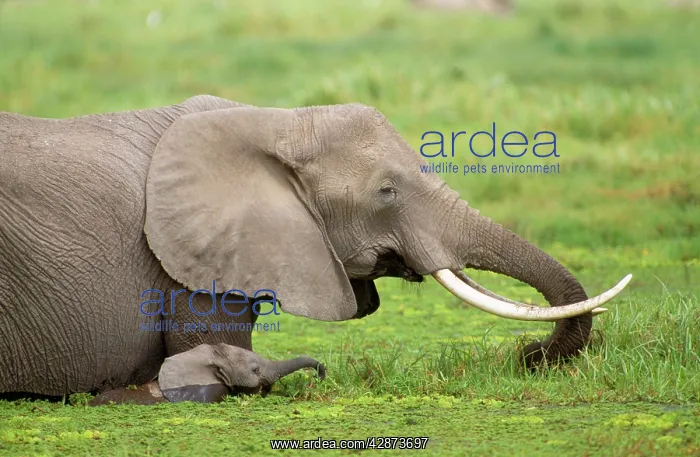  : African ELEPHANT - adult with calf, feeding in swamp