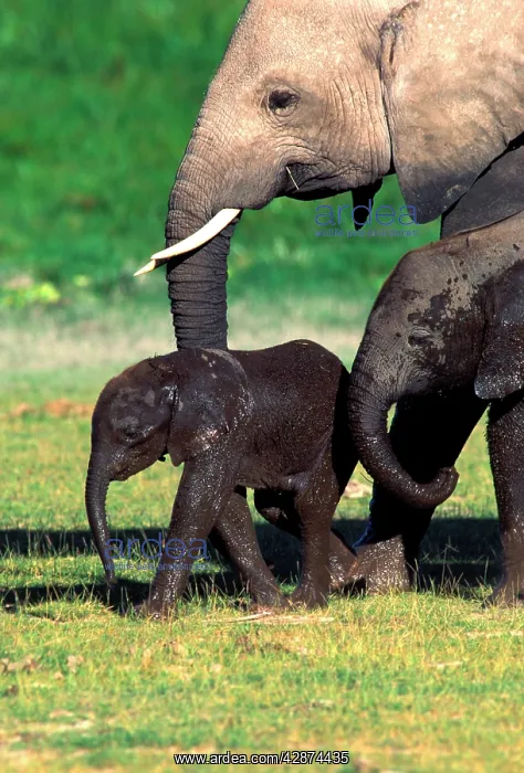 : African Elephant - adult & calves : African Elephant - adult & calves