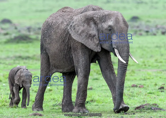 : African Elephant adult female and calf walking : African Elephant adult female and calf walking