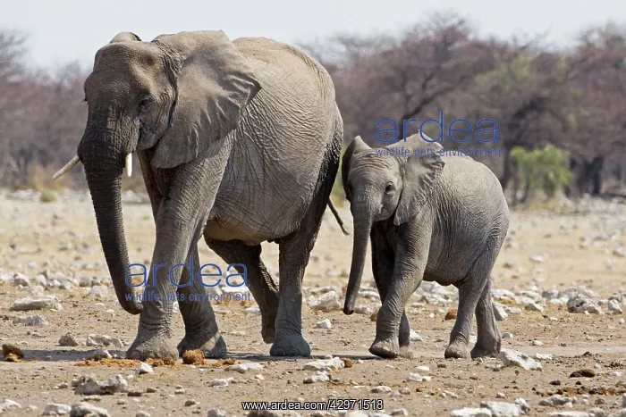 : African Elephant - adult and juvenile side by side : African Elephant - adult and juvenile side by side