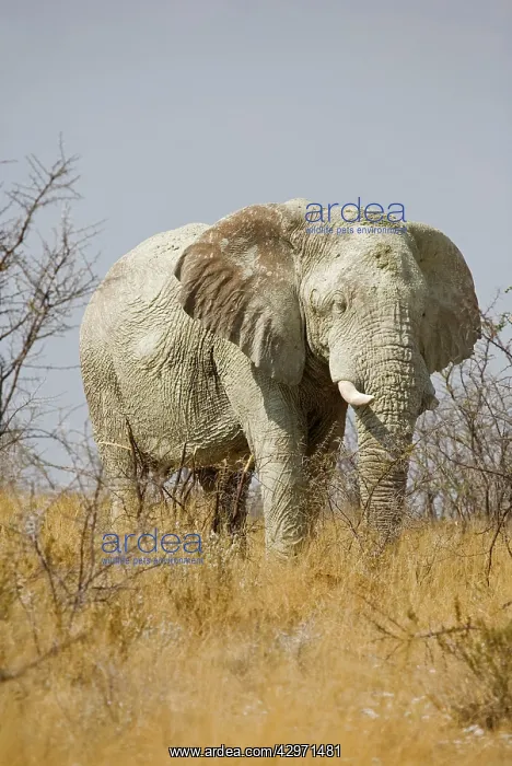 : African Elephant - adult moving through yellow : African Elephant - adult moving through yellow