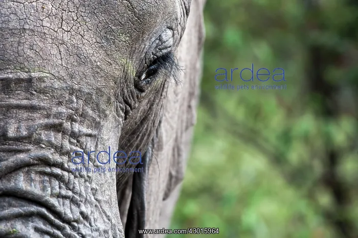  : African Elephant adult portrait