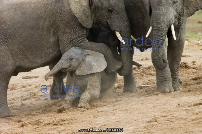: African Elephant - Adult resting foot on youngster's back : African Elephant - Adult resting foot on youngster's back