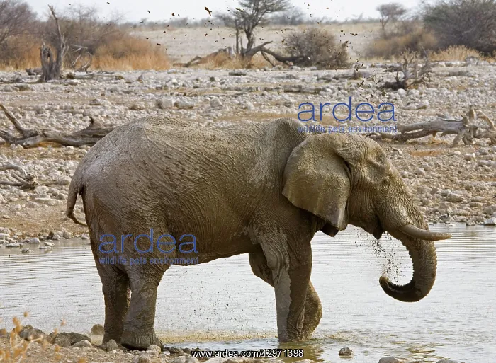 : African Elephant - adult spraying water at a waterhole : African Elephant - adult spraying water at a waterhole