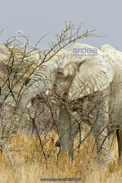 : African Elephant - adult white with dried mud feeding : African Elephant - adult white with dried mud feeding