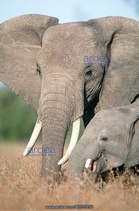  : AFRICAN ELEPHANT - ADULT & YOUNG