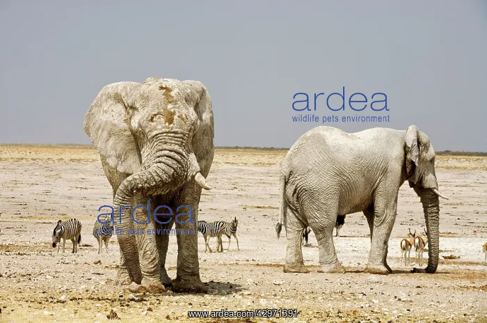 : African Elephant - two Adults covered in dried : African Elephant - two Adults covered in dried