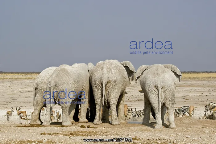 : African Elephant - adults crowded around a water : African Elephant - adults crowded around a water
