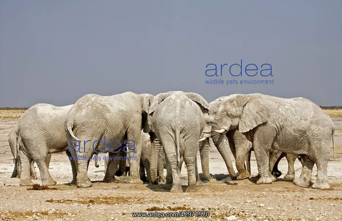 : African Elephant - adults crowding around a water hole : African Elephant - adults crowding around a water hole