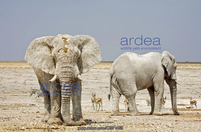 : African Elephant - two adults with Springbok in : African Elephant - two adults with Springbok in