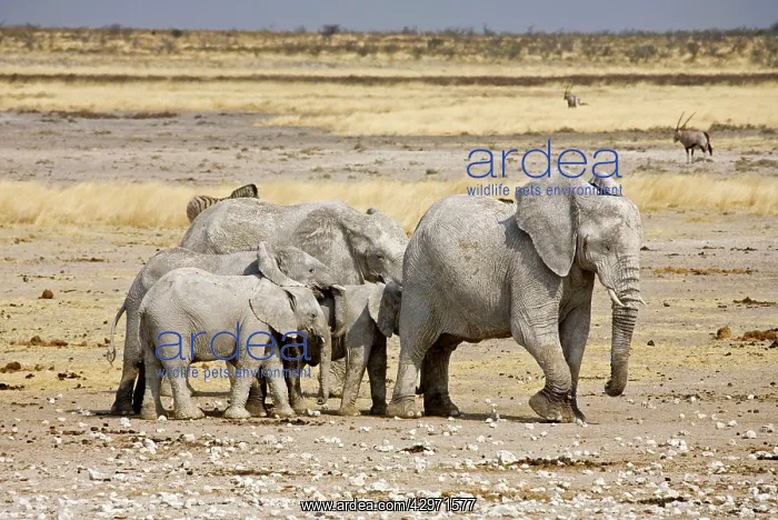 : African Elephant - adults and young on a trampled plain : African Elephant - adults and young on a trampled plain