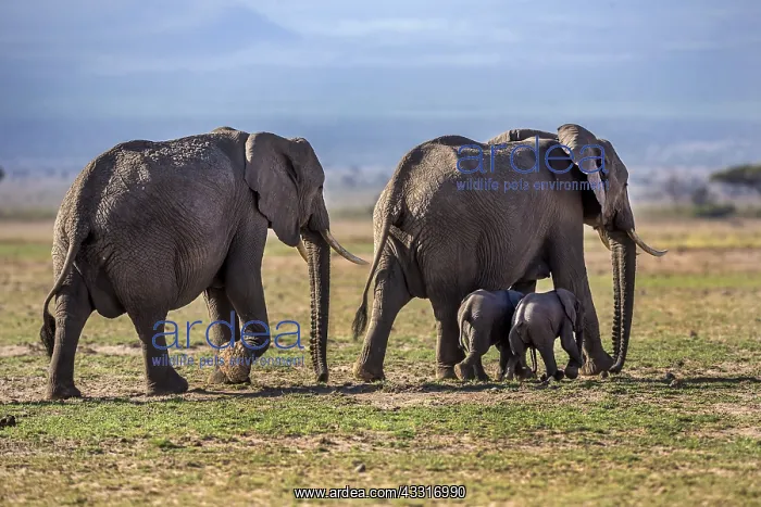 : African Elephant adults with young walking in Amboselli : African Elephant adults with young walking in Amboselli