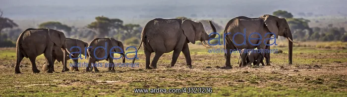 : African Elephant adults with young walking in Amboselli : African Elephant adults with young walking in Amboselli