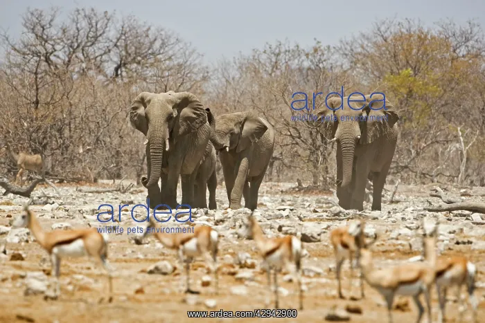 : African Elephant - Approaching a herd of springbok : African Elephant - Approaching a herd of springbok