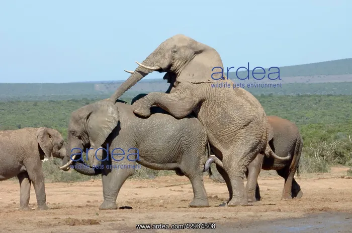 : African Elephant attempting to mate with another bull : African Elephant attempting to mate with another bull