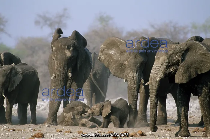 : African Elephant - Babies play fighting with herd : African Elephant - Babies play fighting with herd