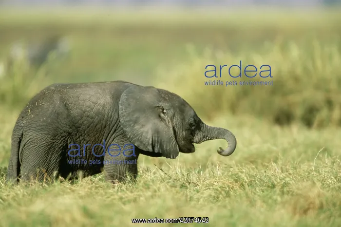  : AFRICAN ELEPHANT - baby
