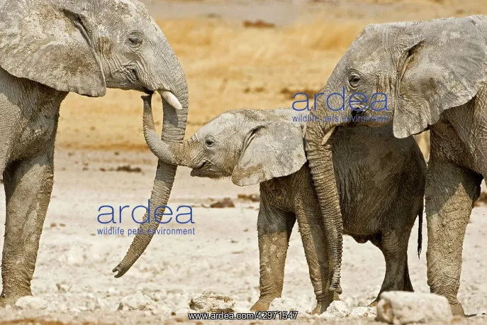  : African Elephant - baby and two adults greeting
