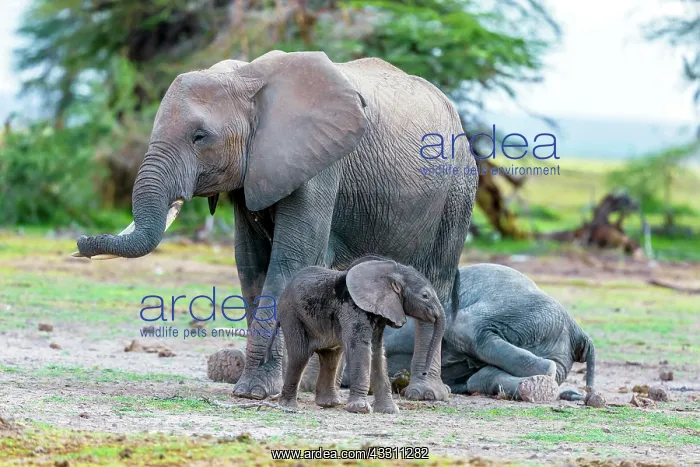  : African Elephant and baby in Amboselli National Park, Kenya