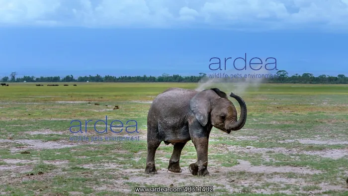 : African Elephant baby dusting in Amboselli National : African Elephant baby dusting in Amboselli National