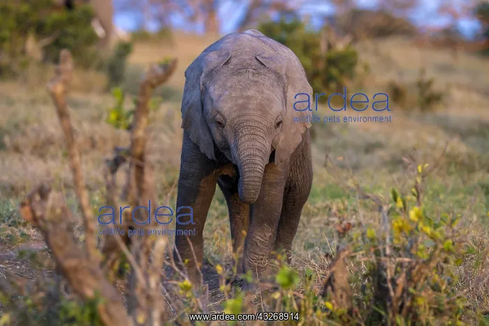: African Elephant baby in Ol Pejeta, Laikipia : African Elephant baby in Ol Pejeta, Laikipia