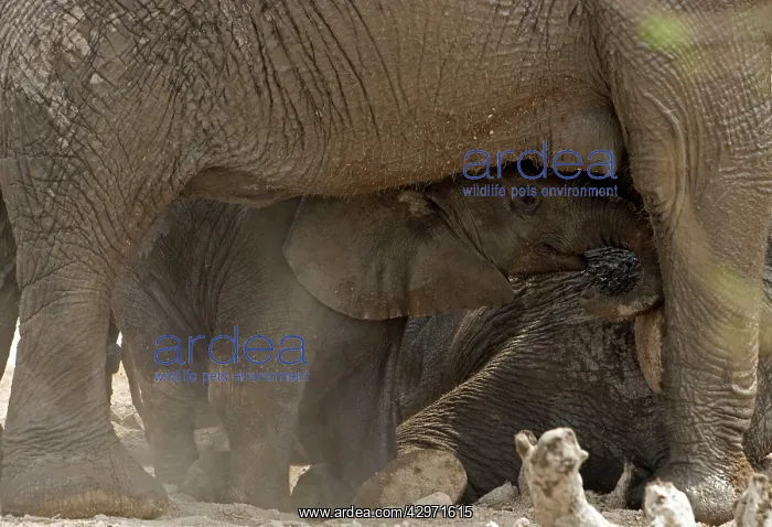 : African Elephant - baby playing in the dust by : African Elephant - baby playing in the dust by