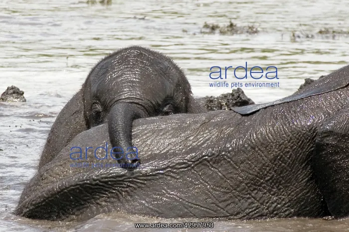 : African Elephant - Baby playing after heavy rain : African Elephant - Baby playing after heavy rain
