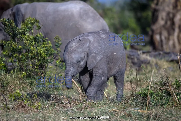 : African Elephant baby playing with a stick in Ol : African Elephant baby playing with a stick in Ol