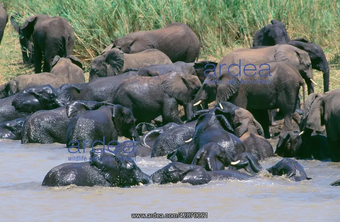 : African Elephant - bathing : African Elephant - bathing