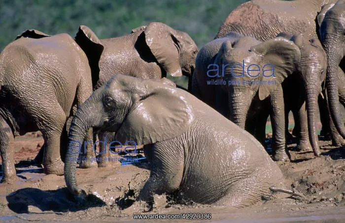 : African Elephant - bathing : African Elephant - bathing