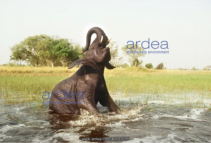 : AFRICAN ELEPHANT - Bathing in lagoon : AFRICAN ELEPHANT - Bathing in lagoon