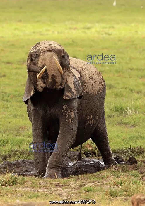 : African Elephant bathing in mud : African Elephant bathing in mud