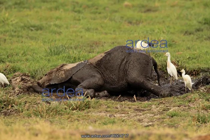 : African Elephant bathing in mud : African Elephant bathing in mud