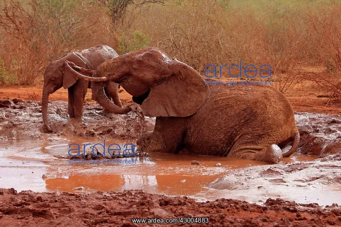 : African Elephant bathing in mud : African Elephant bathing in mud