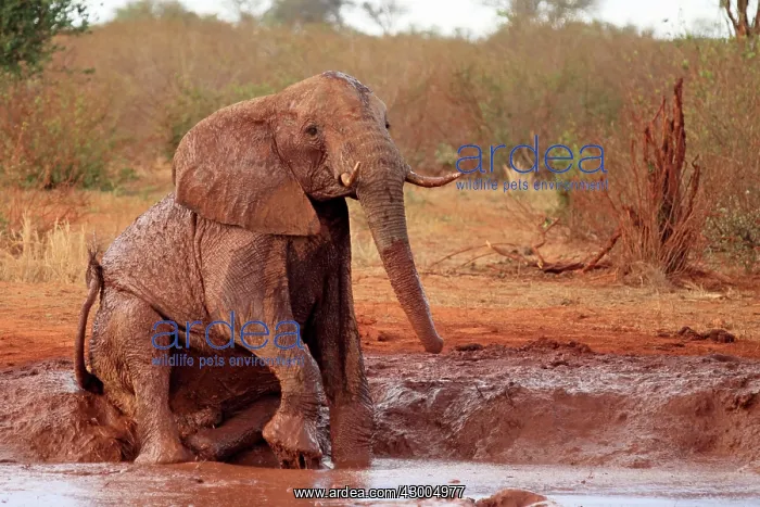 : African Elephant bathing in mud : African Elephant bathing in mud