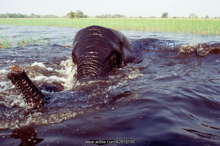 : African Elephant - bathing / swiming : African Elephant - bathing / swiming