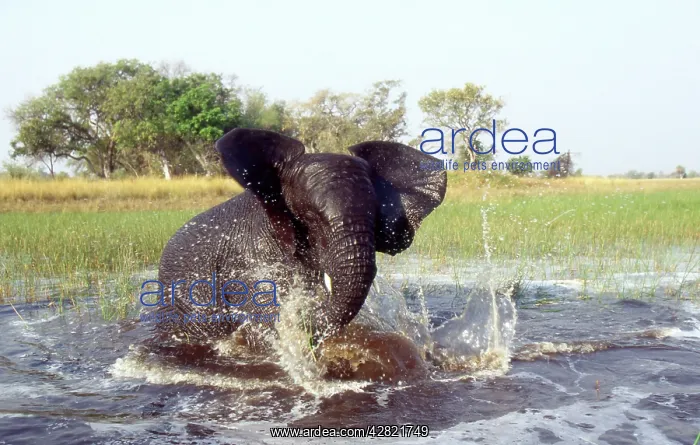  : African Elephant - Bathing in water