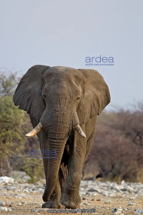 : African Elephant - big adult walking straight towards : African Elephant - big adult walking straight towards