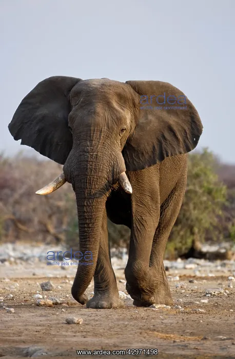 : African Elephant - big adult walking straight towards : African Elephant - big adult walking straight towards