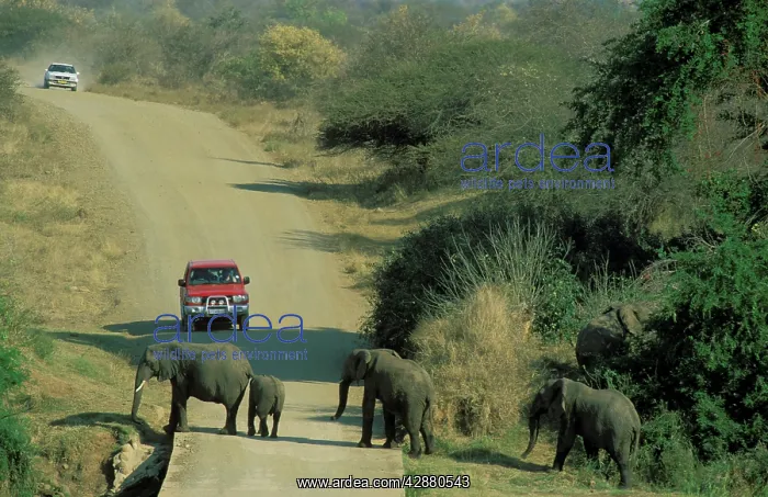 : African Elephant - Breeding herd crossing a road : African Elephant - Breeding herd crossing a road