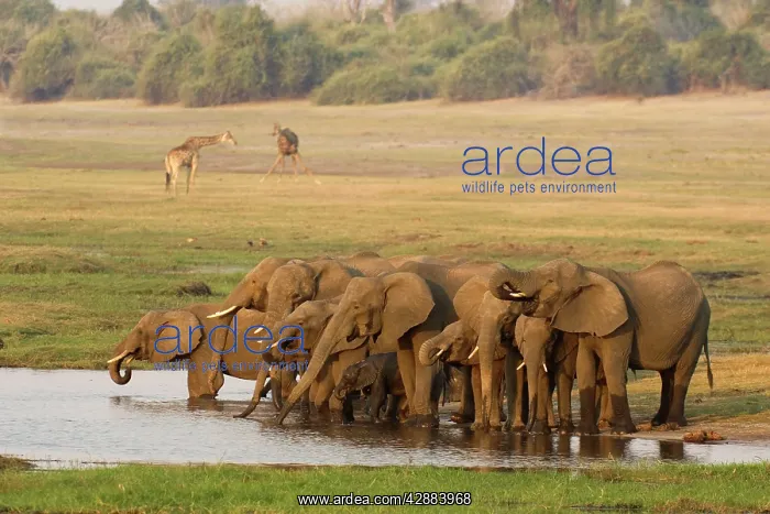 : African Elephant - Breeding herd drinking in the : African Elephant - Breeding herd drinking in the