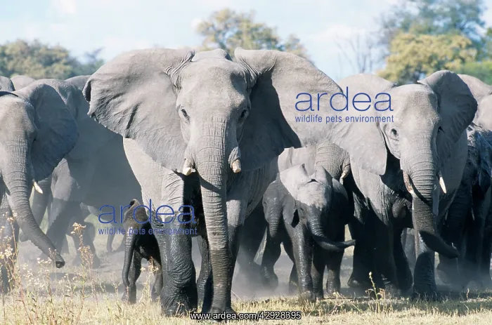 : African ELEPHANT - breeding herd with matriarch threatening : African ELEPHANT - breeding herd with matriarch threatening