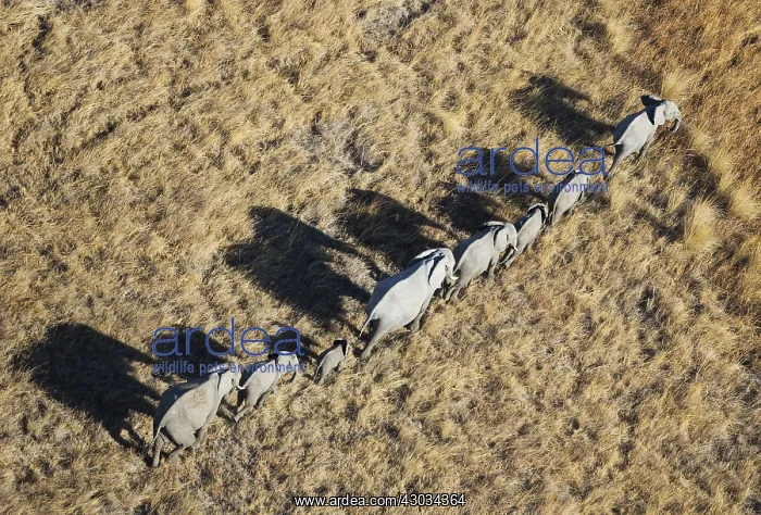 : African Elephant - breeding herd - roaming - aerial : African Elephant - breeding herd - roaming - aerial