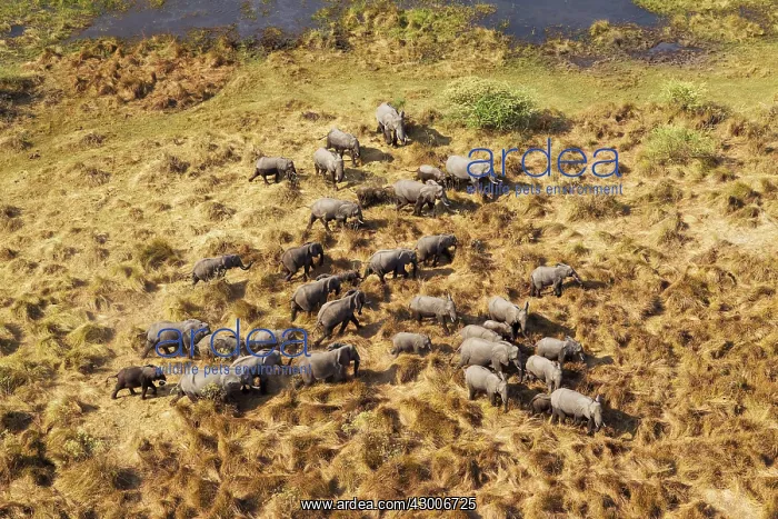 : African Elephant breeding herd roaming aerial view : African Elephant breeding herd roaming aerial view