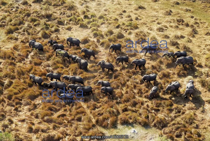 : African Elephant breeding herd roaming aerial view : African Elephant breeding herd roaming aerial view