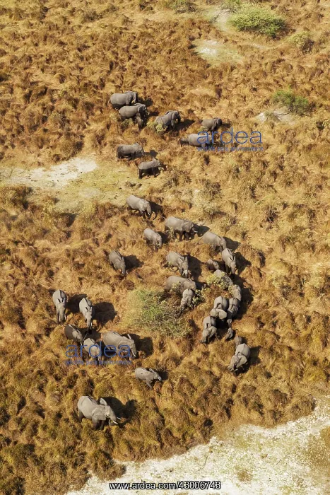 : African Elephant breeding herd roaming aerial view : African Elephant breeding herd roaming aerial view