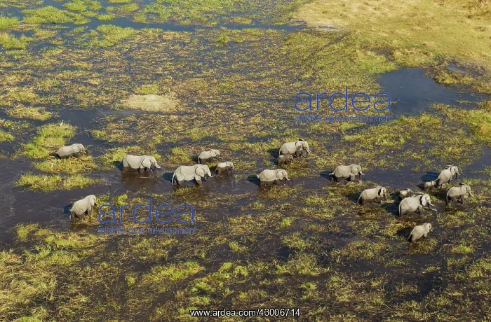 : African Elephant breeding herd roaming in a freshwater : African Elephant breeding herd roaming in a freshwater