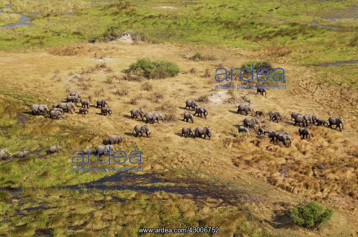 : African Elephant breeding herd roaming in a freshwater : African Elephant breeding herd roaming in a freshwater